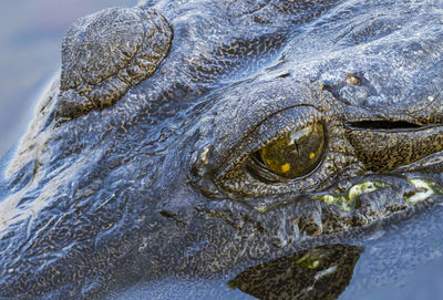 Close up shot of a freshwater crocodile eye reflected in the water