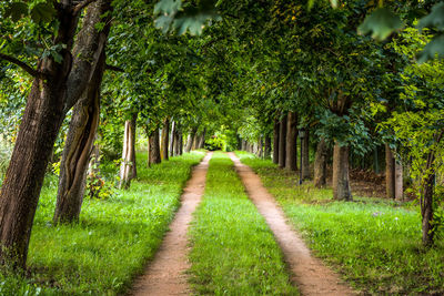 Trees along pathway