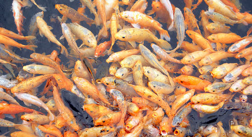 High angle view of fish in water