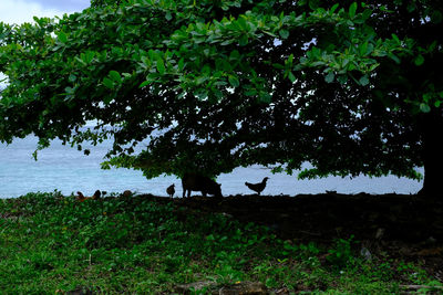 View of a tree on a field