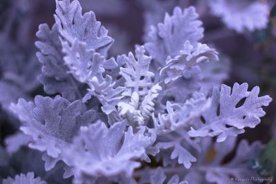 Close-up of purple flowers