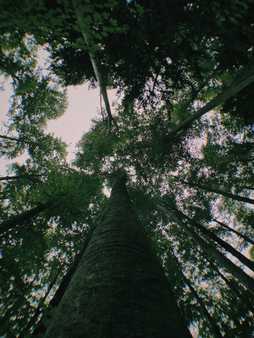 LOW ANGLE VIEW OF TREES AGAINST SKY