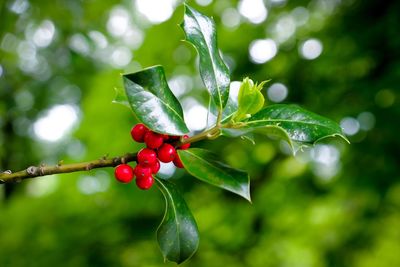 Close-up of red berries growing on tree