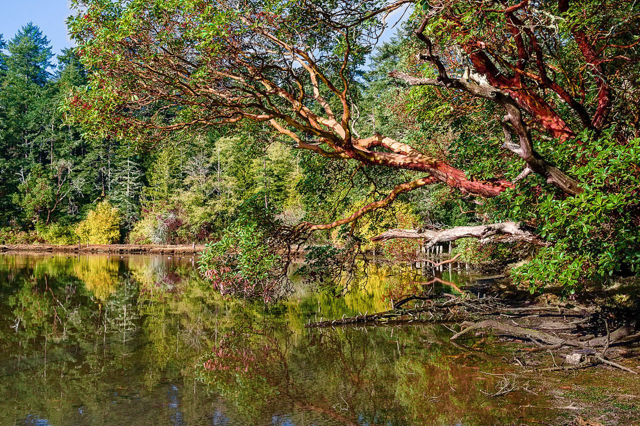 TREE BY LAKE IN FOREST