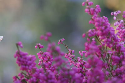 Close-up of pink flowering plant