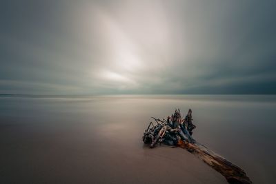 Driftwood on beach against sky