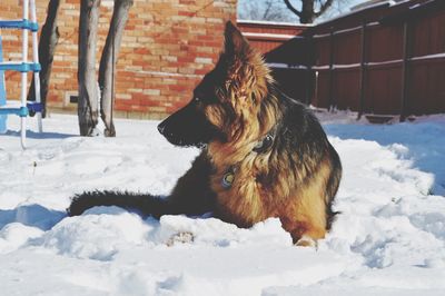 Dog standing on snow covered yard