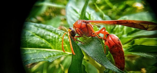 Close-up of insect on leaf