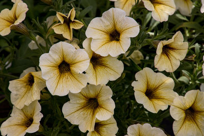 Full frame shot of plant