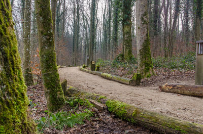 Trees growing in forest