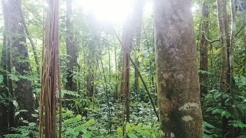 View of trees in forest