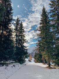 Trees in forest