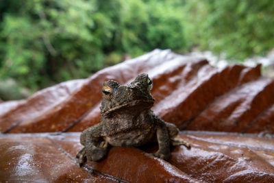 Close-up of frog on leaf