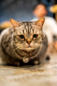 Close-up portrait of a cat