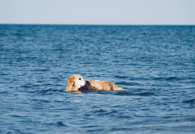 View of dog in the sea