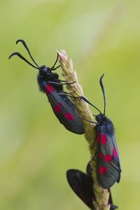 Close-up of butterfly on flower