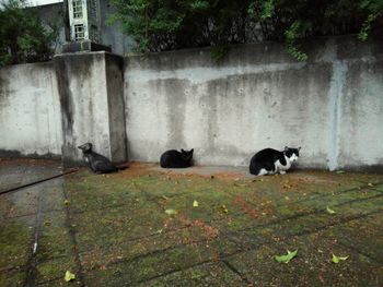 View of two cats on the wall