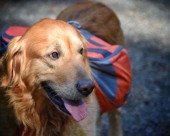 Close-up portrait of dog