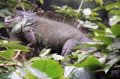 Close-up of iguana on plant