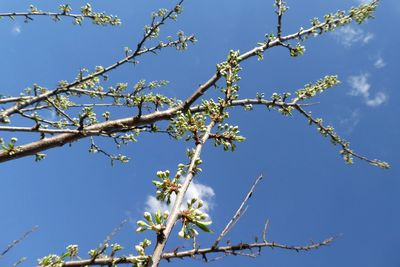 Low angle view of cherry blossom against blue sky