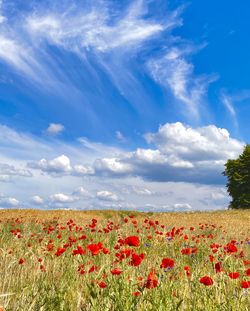 Scenic view of flowering field against sky