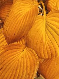 Close-up of pumpkin