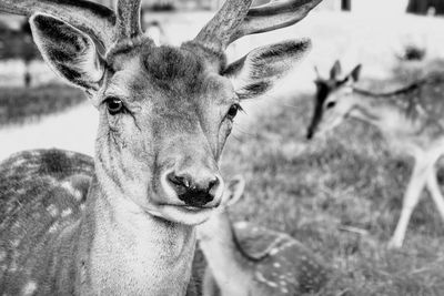 Portrait of deer