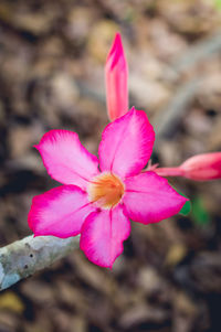 Close-up of pink flower