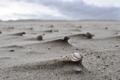 Shells on heaps of sand on a windy beach.