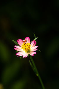 Close-up of pink cosmos flower