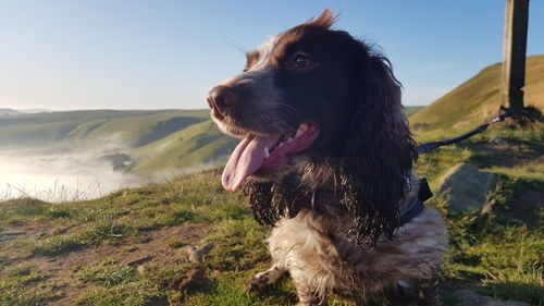 Close-up of dog looking away on land
