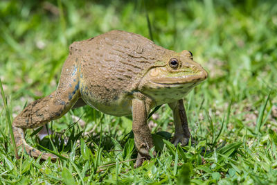 Close-up of a lizard on land