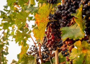 Grapes growing in vineyard