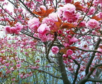 Low angle view of pink cherry blossoms in spring