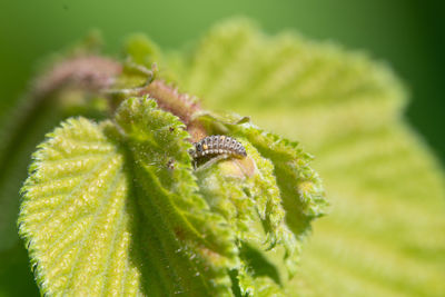 Close-up of insect on plant