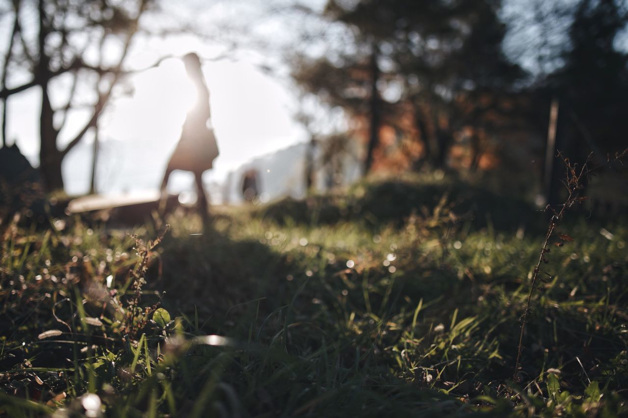 plant, land, field, nature, growth, grass, tree, day, no people, selective focus, beauty in nature, vertebrate, outdoors, one animal, animal themes, surface level, sunlight, animal, focus on foreground, mammal