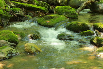 Water flowing through rocks in forest