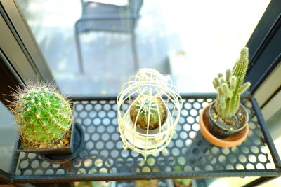 Close-up of potted plants on glass window