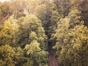 View of trees in forest during autumn