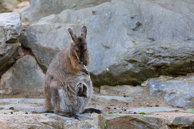 Side view of animal sitting on rock