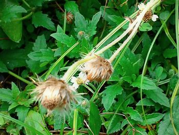 Close-up of flowers