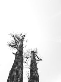 Low angle view of bare tree against clear sky