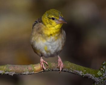 Close-up of bird perching outdoors