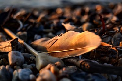 Close-up of dry leaves on pebbles