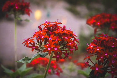 Close-up of red rose on plant