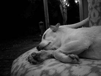 Close-up of dog sleeping