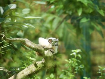 Langur on branch