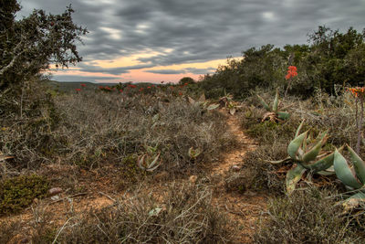 Plants growing on land against sky during sunset