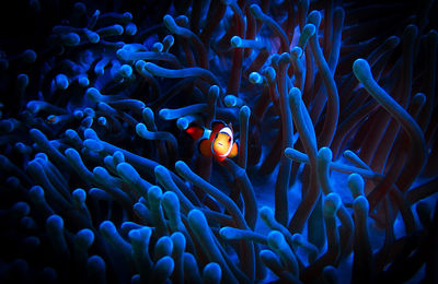 Close-up of fish swimming in sea