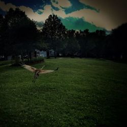 Scenic view of grassy field against sky